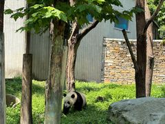 -卧龙中华大熊猫苑神树坪基地