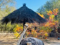 -北京野生动物园