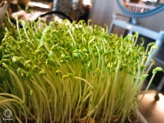 鲜豆豌豆苗-湊湊火锅·茶憩(上海合生汇店)