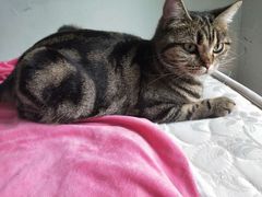 -东莞宠友24H宠物中心医院·转诊夜诊·异宠(新河北路院)