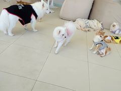 -怪兽屋·羊驼·猫咖·狗咖(俊华广场店)