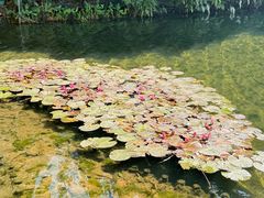 -荔湾湖公园