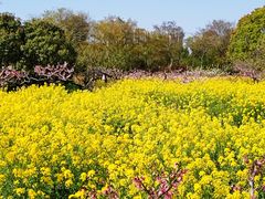 -南汇桃花村