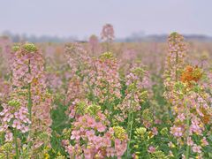 -中国天府农业博览园