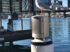 -悉尼海洋生物水族馆