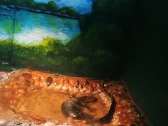 -上海昆虫博物馆