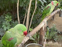 -南宫五洲植物乐园