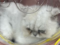 -安安宠医宠物医院·异宠·犬猫内科(岳阳分院)
