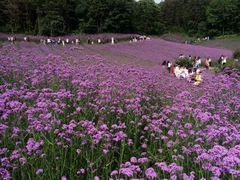 -大塘金香草谷