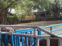 -广州长隆飞鸟乐园