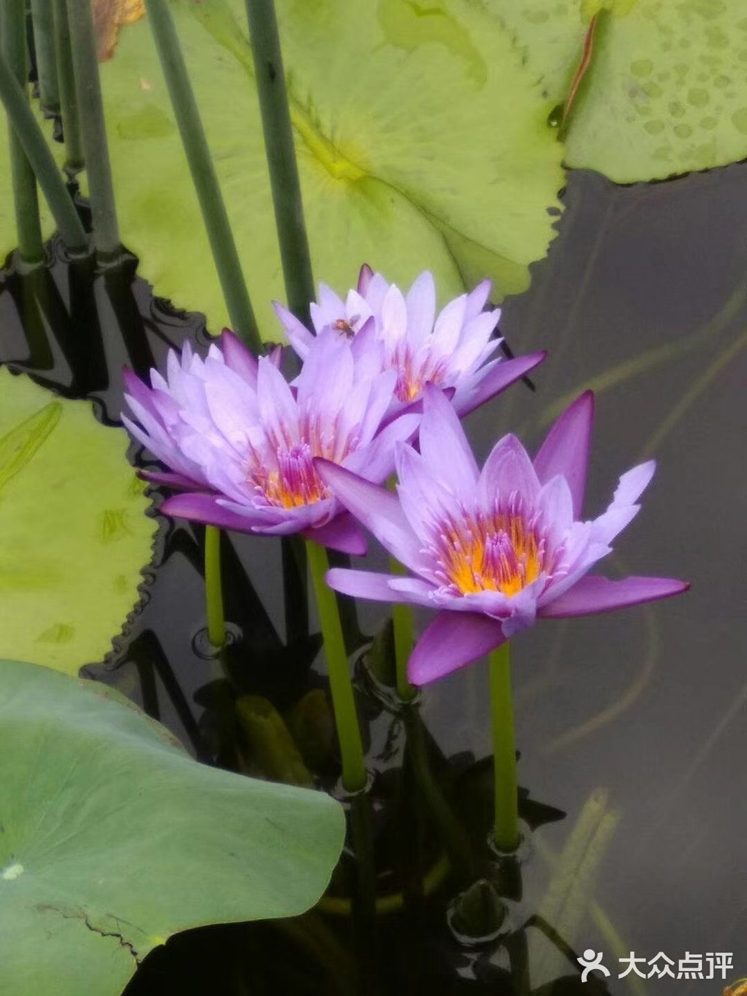 要说最喜欢的成都附近的湿地公园非ta莫属