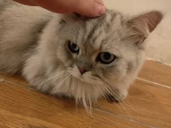 -猫友咖啡店(玉林西路店)