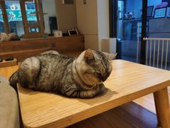 -啵啵喵·猫咖(攀华国际店)