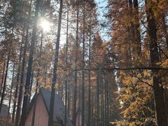 -黄海国家森林公园