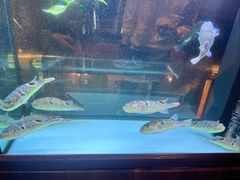-肆月河豚·淮扬菜·湘菜(华天店)