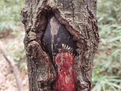 -黄埔油麻山森林公园