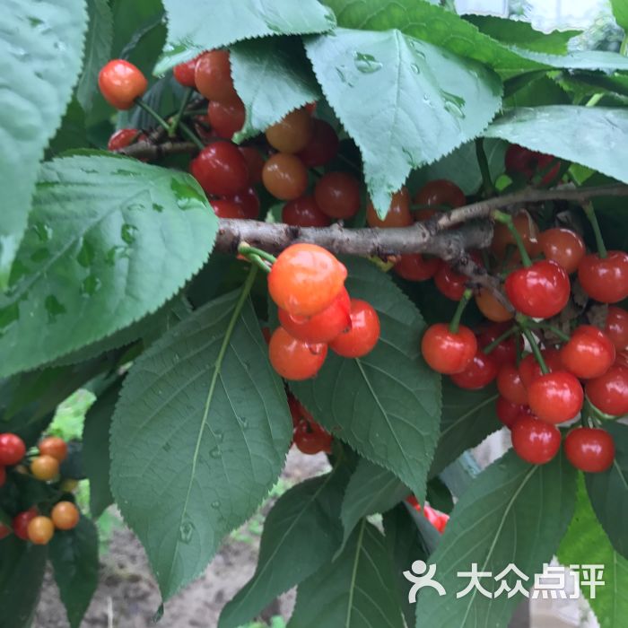 五厍农场图片 - 第2张