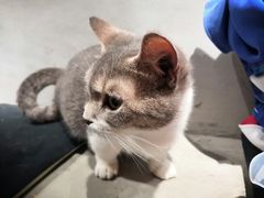 -浣熊柯尔鸭土拨鼠·电玩咖