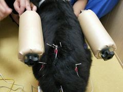 -芭比堂动物医院·犬猫全科·异宠专科(雁塔分院)