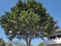 -高榜山景区