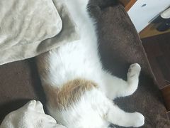 -PETKIT 小佩宠物·低压洗护·美容·寄养(安远店)