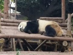 -成都大熊猫繁育研究基地