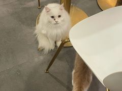 -飞行喵MR PILOT|猫舍·猫咖(静安大融城店)