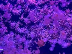 -珠海长隆海洋王国
