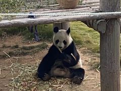 -西霞口神雕山野生动物世界