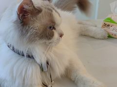 -楼上猫咖(罗湖店)