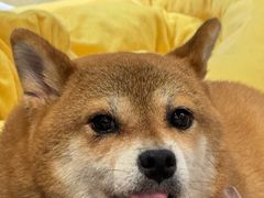 -逗柴咖啡屋·狗咖猫咖宠物桌游