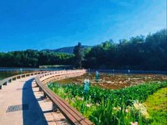 -紫金山山顶公园
