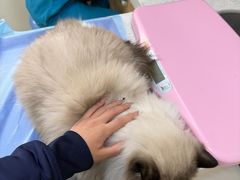 -美联众合动物医院·24h京西诊疗中心
