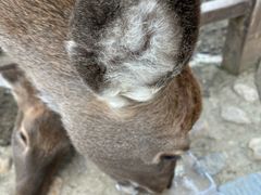 -栾川竹海野生动物园