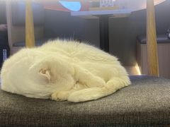 -喵园·猫主题咖啡厅·撸猫·猫咖(国贸店)