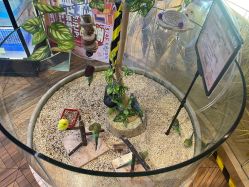 -卡通尼·Safari非洲探索乐园·生日会(金桥国际商业广场店)