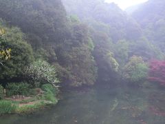 CIMG0070-九溪烟树