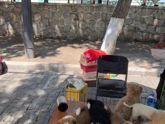 -哈尔滨道外花鸟鱼市场