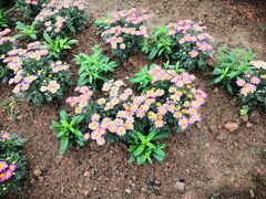 -松山湖梦幻百花洲