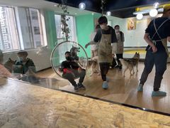 -Husky Go! 哈士奇体验馆·宠物咖啡厅狗咖