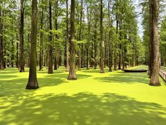 -渌洋湖湿地公园