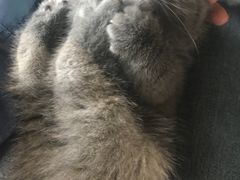 -喵zoo家庭繁育猫舍(尖东智能花园店)