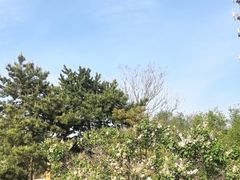 -石家庄市植物园