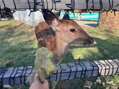 -北京鹿世界主题园