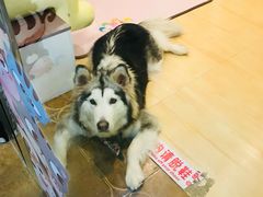 -李小姐の猫咖啡馆(五角场店)