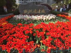 -新湖明珠城