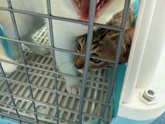-博特宠物医院24h犬猫全科.骨科·异宠