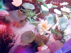 -韵秋荷(宝山龙湖天街店)
