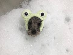 -Oh My Dog宠物沙龙(伊珊娜皮毛护理店)