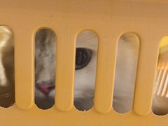 -伟伟宠物医院·CT影像中心·瑞派犬猫综合性门诊(汉口总院)